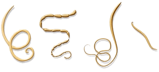 NEOflorax helps fight all known types of helminths